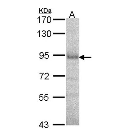 DPRP1 antibody from Signalway Antibody (22563) - Antibodies.com