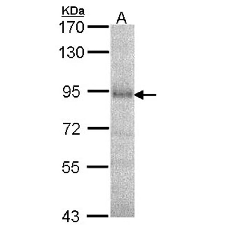 DPRP1 antibody from Signalway Antibody (22563) - Antibodies.com