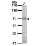 DPRP1 antibody from Signalway Antibody (22563) - Antibodies.com