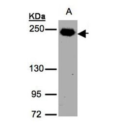 ZO-1 antibody from Signalway Antibody (22589) - Antibodies.com