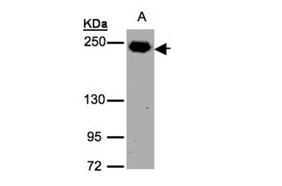 ZO-1 antibody from Signalway Antibody (22589) - Antibodies.com