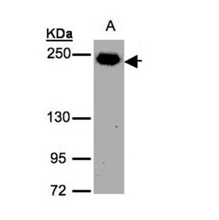 ZO-1 antibody from Signalway Antibody (22589) - Antibodies.com