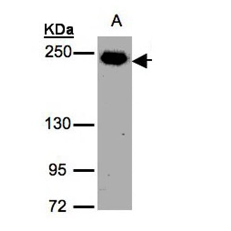 ZO-1 antibody from Signalway Antibody (22589) - Antibodies.com