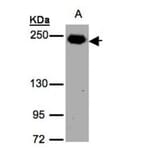 ZO-1 antibody from Signalway Antibody (22589) - Antibodies.com