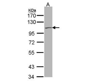 KCNQ5 antibody from Signalway Antibody (22655) - Antibodies.com