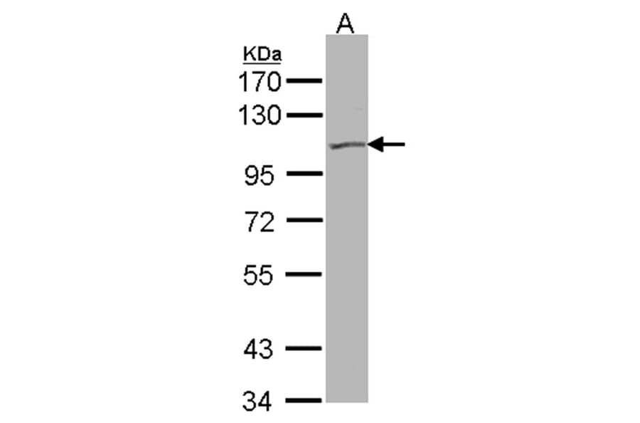 KCNQ5 antibody from Signalway Antibody (22655) - Antibodies.com