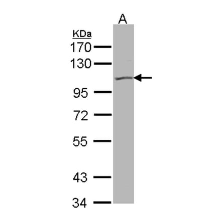 KCNQ5 antibody from Signalway Antibody (22655) - Antibodies.com