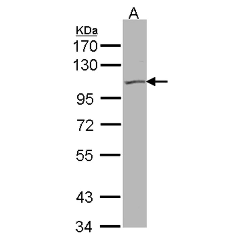 KCNQ5 antibody from Signalway Antibody (22655) - Antibodies.com