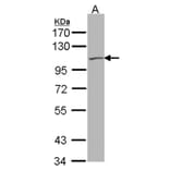 KCNQ5 antibody from Signalway Antibody (22655) - Antibodies.com