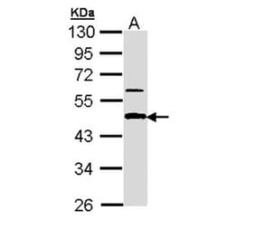 APBB3 antibody from Signalway Antibody (22673) - Antibodies.com