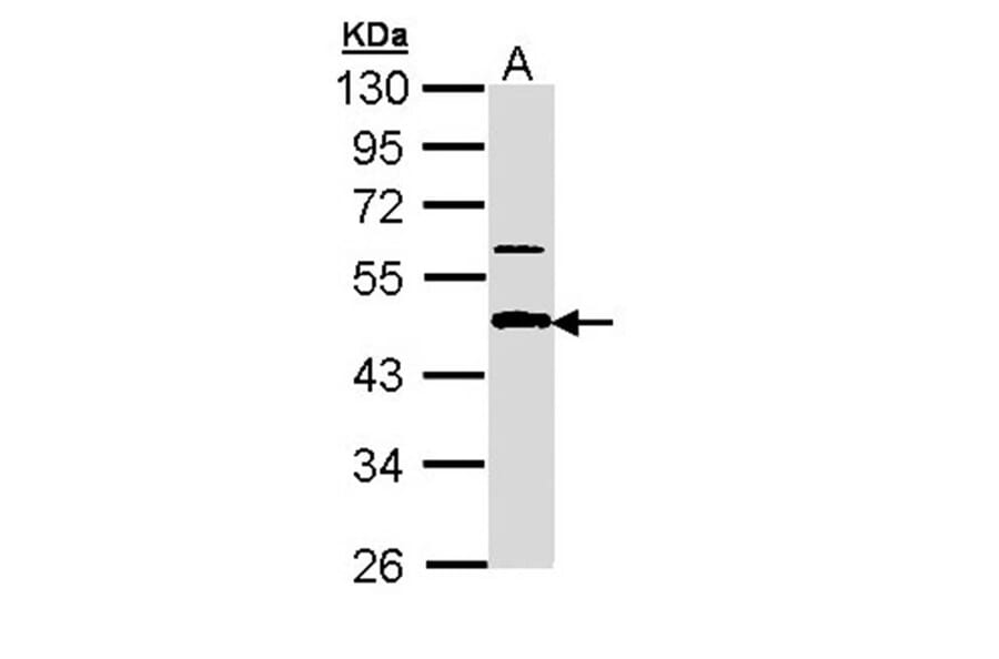 APBB3 antibody from Signalway Antibody (22673) - Antibodies.com