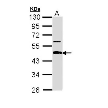 APBB3 antibody from Signalway Antibody (22673) - Antibodies.com