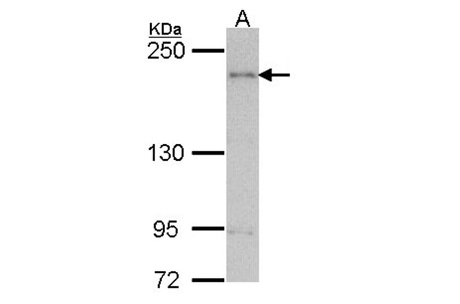 ARAP1 antibody from Signalway Antibody (22701) - Antibodies.com