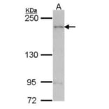 ARAP1 antibody from Signalway Antibody (22701) - Antibodies.com