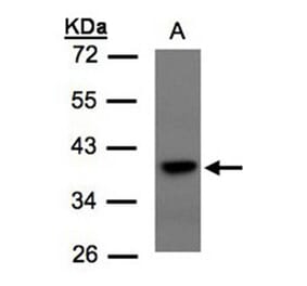 TCF19 antibody from Signalway Antibody (22706) - Antibodies.com