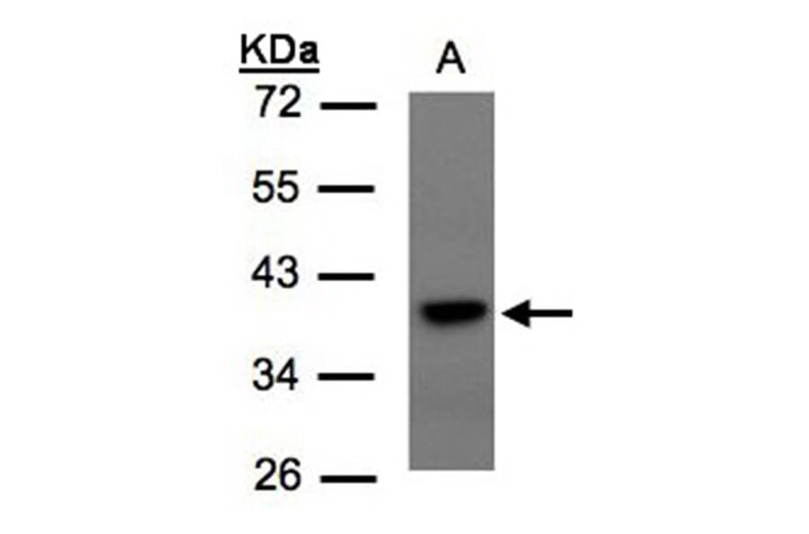 TCF19 antibody from Signalway Antibody (22706) - Antibodies.com