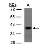 TCF19 antibody from Signalway Antibody (22706) - Antibodies.com