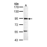 PFK-1 antibody from Signalway Antibody (22772) - Antibodies.com