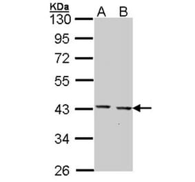 GULP1 antibody from Signalway Antibody (22889) - Antibodies.com