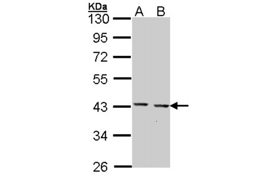 GULP1 antibody from Signalway Antibody (22889) - Antibodies.com