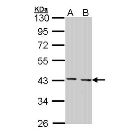 GULP1 antibody from Signalway Antibody (22889) - Antibodies.com