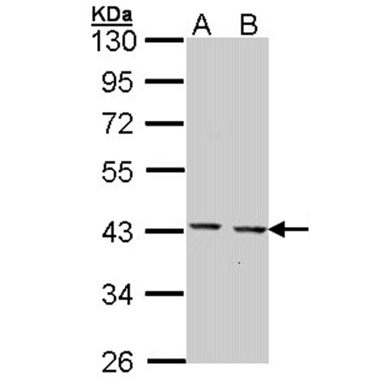 GULP1 antibody from Signalway Antibody (22889) - Antibodies.com