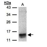 I-309 antibody from Signalway Antibody (22910) - Antibodies.com