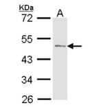 PAcP antibody from Signalway Antibody (22925) - Antibodies.com