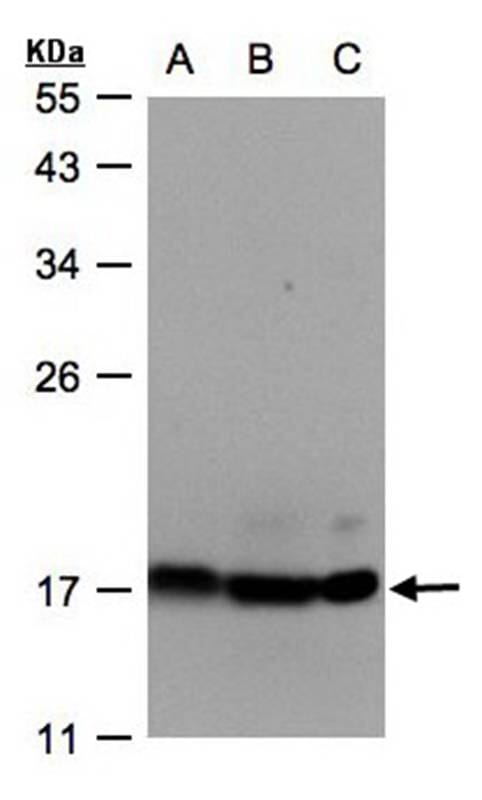 Sample (30 µg whole cell lysate) Hep G2B: MOLT4C: Raji12% SDS PAGE Primary antibody diluted at 1: 500