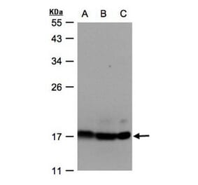 APBB3 antibody from Signalway Antibody (22967) - Antibodies.com