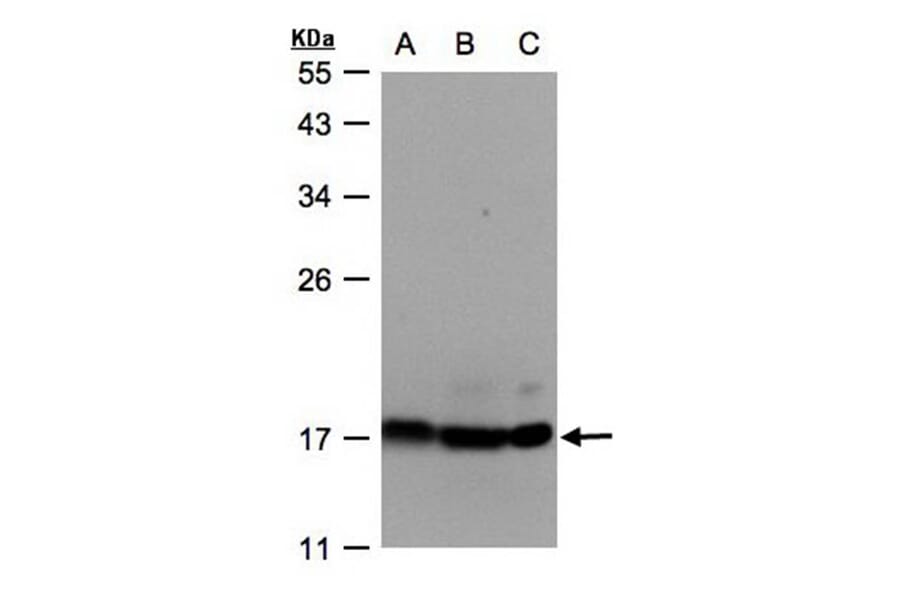 APBB3 antibody from Signalway Antibody (22967) - Antibodies.com