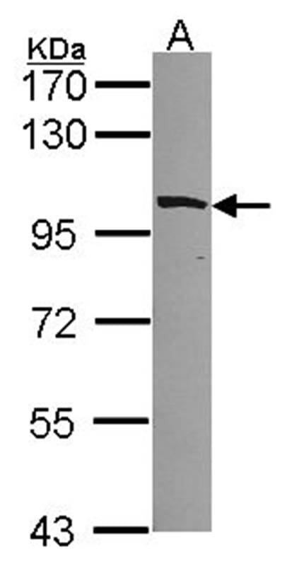 Sample (30 µg of whole cell lysate)  293T 7.5% SDS PAGE Primary antibody diluted at 1: 1000