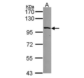 MYO1B antibody from Signalway Antibody (23043) - Antibodies.com