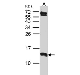 SERP1 antibody from Signalway Antibody (23124) - Antibodies.com