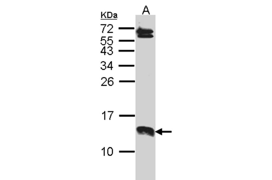 SERP1 antibody from Signalway Antibody (23124) - Antibodies.com