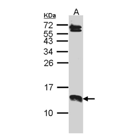 SERP1 antibody from Signalway Antibody (23124) - Antibodies.com