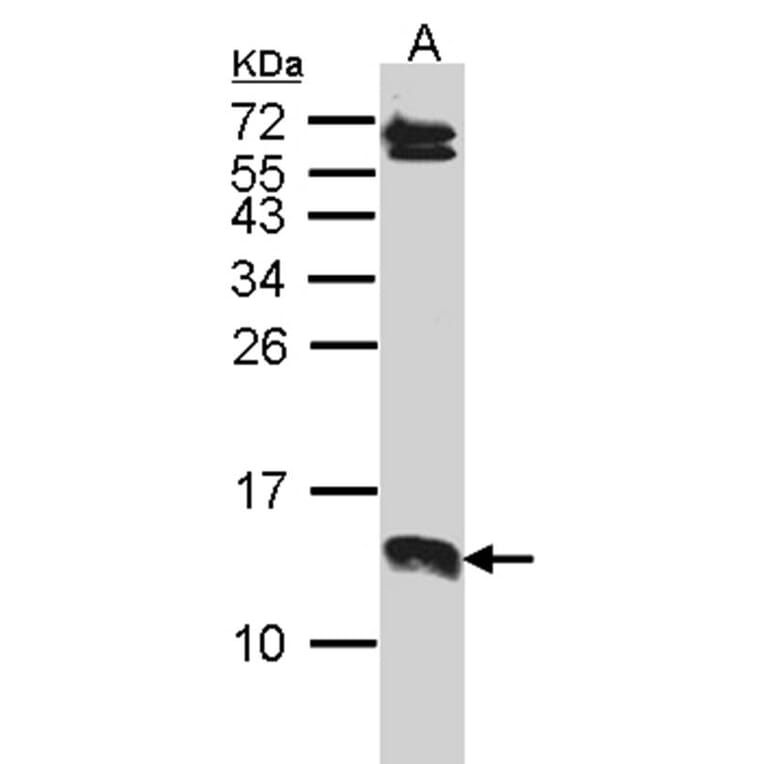 SERP1 antibody from Signalway Antibody (23124) - Antibodies.com