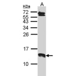 SERP1 antibody from Signalway Antibody (23124) - Antibodies.com