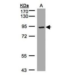 LRP12 antibody from Signalway Antibody (23126) - Antibodies.com