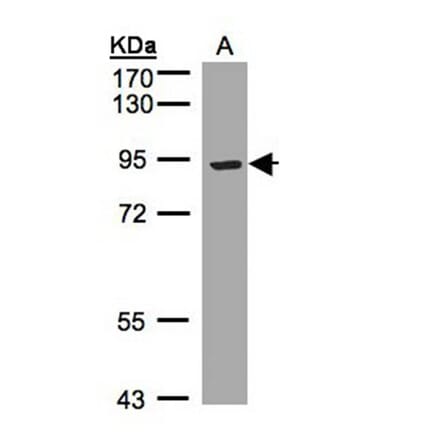 LRP12 antibody from Signalway Antibody (23126) - Antibodies.com