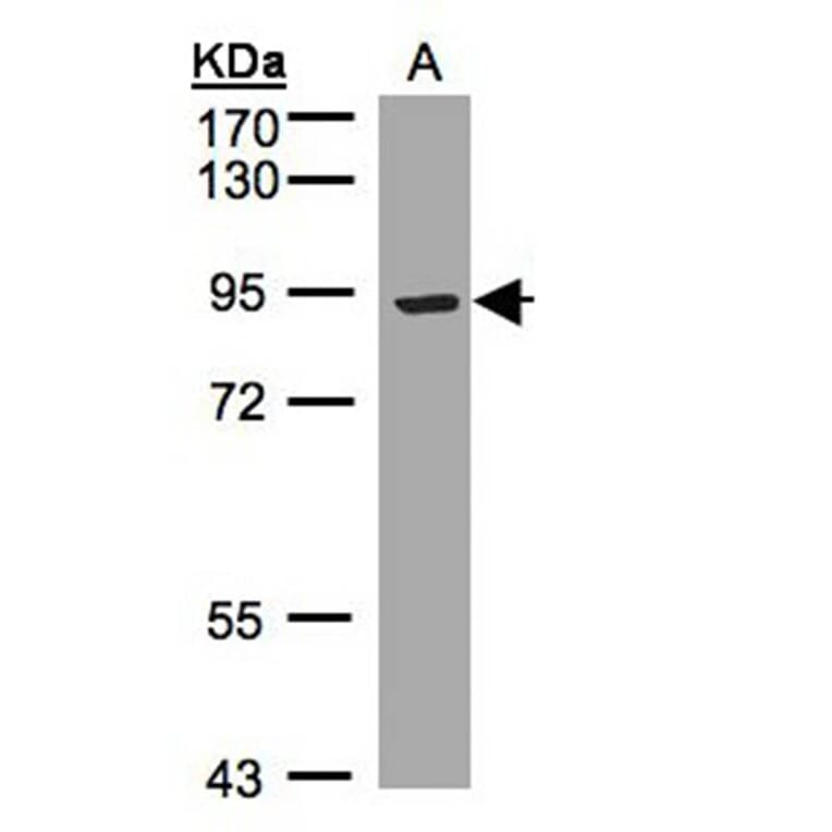 LRP12 antibody from Signalway Antibody (23126) - Antibodies.com