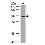 LRP12 antibody from Signalway Antibody (23126) - Antibodies.com