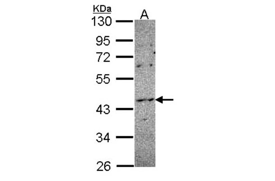 NOXO1 antibody from Signalway Antibody (23168) - Antibodies.com