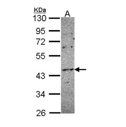 NOXO1 antibody from Signalway Antibody (23168) - Antibodies.com