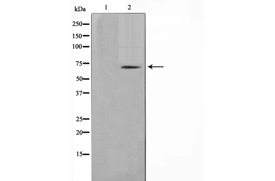 Western blot - TGFR2 Antibody from Signalway Antibody (29306) - Antibodies.com