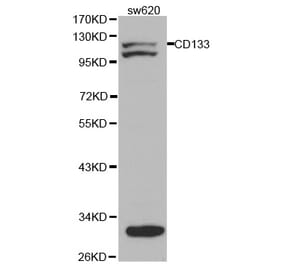 Western blot - PROM1 Antibody from Signalway Antibody (32019) - Antibodies.com