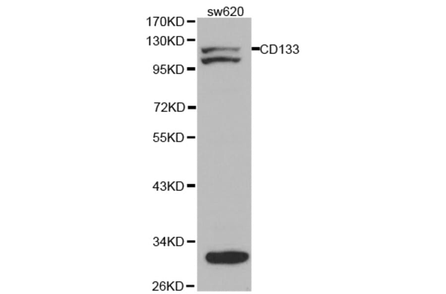 Western blot - PROM1 Antibody from Signalway Antibody (32019) - Antibodies.com