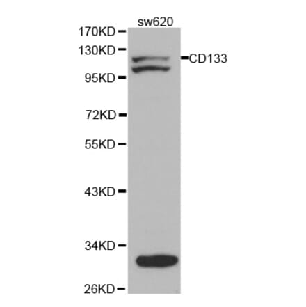 Western blot - PROM1 Antibody from Signalway Antibody (32019) - Antibodies.com