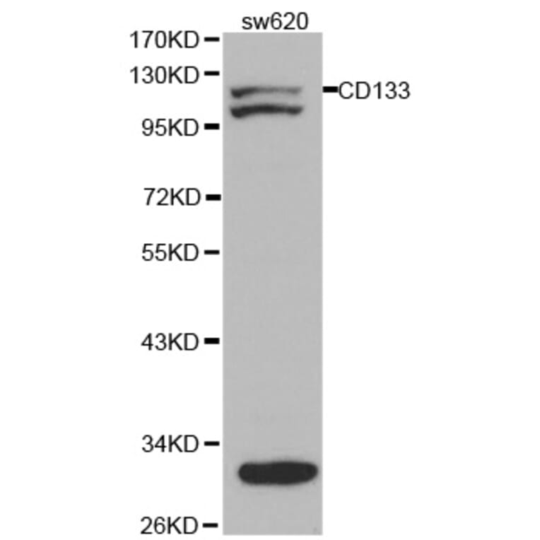 Western blot - PROM1 Antibody from Signalway Antibody (32019) - Antibodies.com