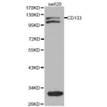 Western blot - PROM1 Antibody from Signalway Antibody (32019) - Antibodies.com